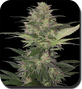 Red Dwarf Auto - BUDDHA SEEDS | TanieSianie.pl