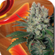 Syrup Auto - BUDDHA SEEDS | TanieSianie.pl