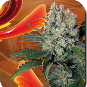 Syrup Auto - BUDDHA SEEDS | TanieSianie.pl