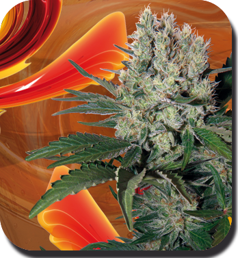 Syrup Auto - BUDDHA SEEDS | TanieSianie.pl