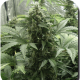 White Dwarf Auto - BUDDHA SEEDS | TanieSianie.pl