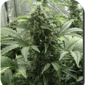 White Dwarf Auto - BUDDHA SEEDS | TanieSianie.pl