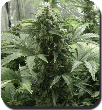 White Dwarf Auto - BUDDHA SEEDS | TanieSianie.pl