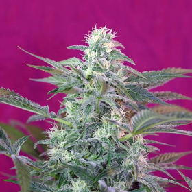 Big Foot - SWEET SEEDS | TanieSianie.pl