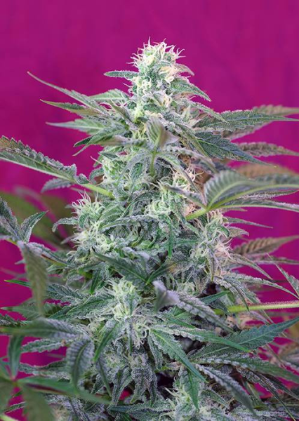 Big Foot - SWEET SEEDS | TanieSianie.pl