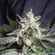 Black Jack - SWEET SEEDS | TanieSianie.pl