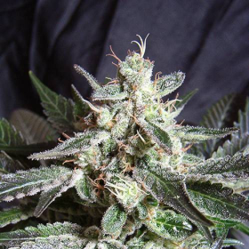 Black Jack - SWEET SEEDS | TanieSianie.pl