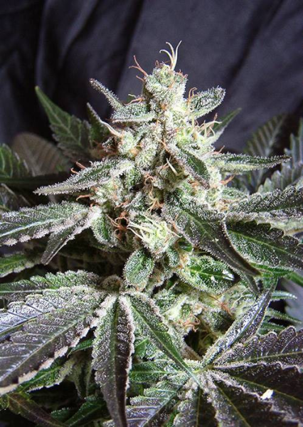 Black Jack - SWEET SEEDS | TanieSianie.pl