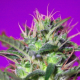 Botafumeiros - SWEET SEEDS | TanieSianie.pl
