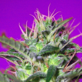 Botafumeiros - SWEET SEEDS | TanieSianie.pl