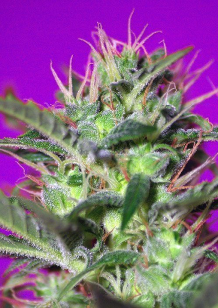 Botafumeiros - SWEET SEEDS | TanieSianie.pl