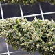 BubbleGummer - FEMALE SEEDS | TanieSianie.pl