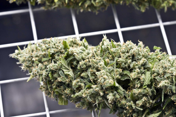BubbleGummer - FEMALE SEEDS | TanieSianie.pl