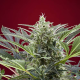Cream 47 - SWEET SEEDS | TanieSianie.pl