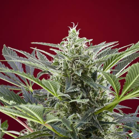 Cream 47 - SWEET SEEDS | TanieSianie.pl