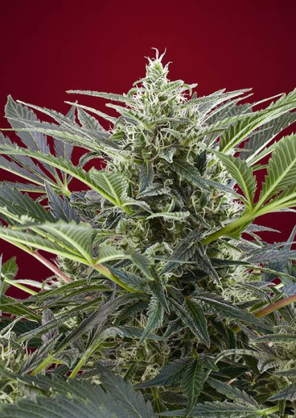 Cream 47 - SWEET SEEDS | TanieSianie.pl