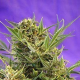 Double White - SWEET SEEDS | TanieSianie.pl