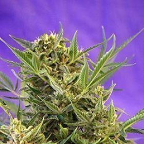 Double White - SWEET SEEDS | TanieSianie.pl