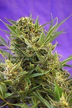 Double White - SWEET SEEDS | TanieSianie.pl