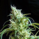 Flash Back #2 - SWEET SEEDS | TanieSianie.pl