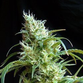 Flash Back #2 - SWEET SEEDS | TanieSianie.pl