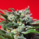 Ganesh Spirit - SWEET SEEDS | TanieSianie.pl