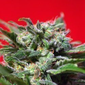 Ganesh Spirit - SWEET SEEDS | TanieSianie.pl