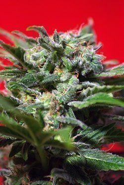 Ganesh Spirit - SWEET SEEDS | TanieSianie.pl