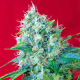 Green Poison - SWEET SEEDS | TanieSianie.pl