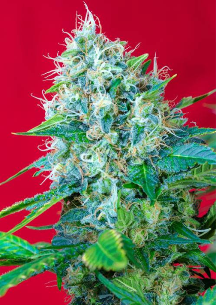 Green Poison - SWEET SEEDS | TanieSianie.pl