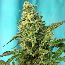 Green Poison Fast Version - SWEET SEEDS | TanieSianie.pl
