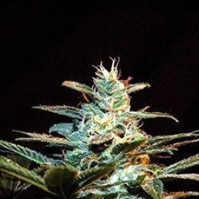Ice Cool Auto - SWEET SEEDS | TanieSianie.pl