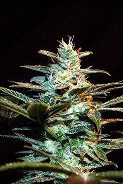 Ice Cool Auto - SWEET SEEDS | TanieSianie.pl