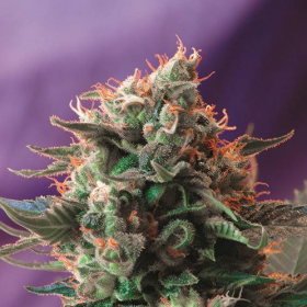 Jack 47 - SWEET SEEDS | TanieSianie.pl