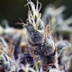 BubbleGummer - FEMALE SEEDS | TanieSianie.pl