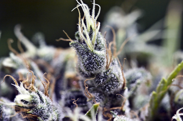 BubbleGummer - FEMALE SEEDS | TanieSianie.pl