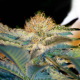 Mohan Ram - SWEET SEEDS | TanieSianie.pl
