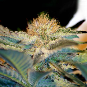 Mohan Ram - SWEET SEEDS | TanieSianie.pl