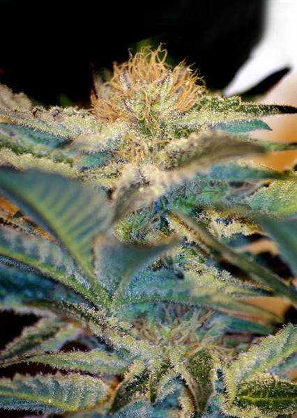 Mohan Ram - SWEET SEEDS | TanieSianie.pl