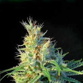 Psicodelicia - SWEET SEEDS | TanieSianie.pl