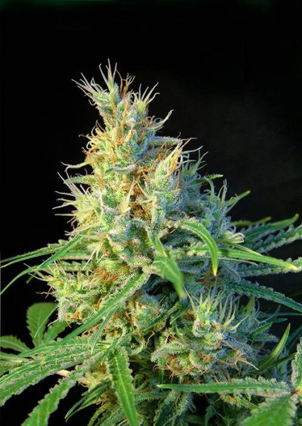 Psicodelicia - SWEET SEEDS | TanieSianie.pl