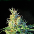 Psicodelicia - SWEET SEEDS