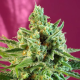 S.A.D. - SWEET SEEDS | TanieSianie.pl