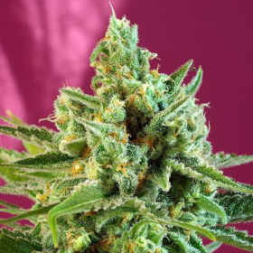 S.A.D. - SWEET SEEDS | TanieSianie.pl