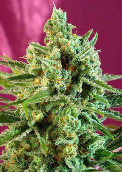 S.A.D. - SWEET SEEDS | TanieSianie.pl