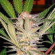 S.A.D. - SWEET SEEDS | TanieSianie.pl