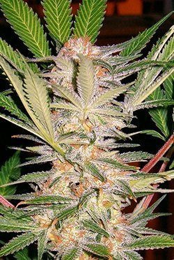 S.A.D. - SWEET SEEDS | TanieSianie.pl