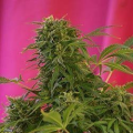 Snow Fruit - SWEET SEEDS