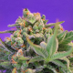 Sweet Cheese - SWEET SEEDS | TanieSianie.pl