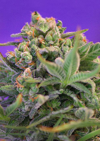 Sweet Cheese - SWEET SEEDS | TanieSianie.pl